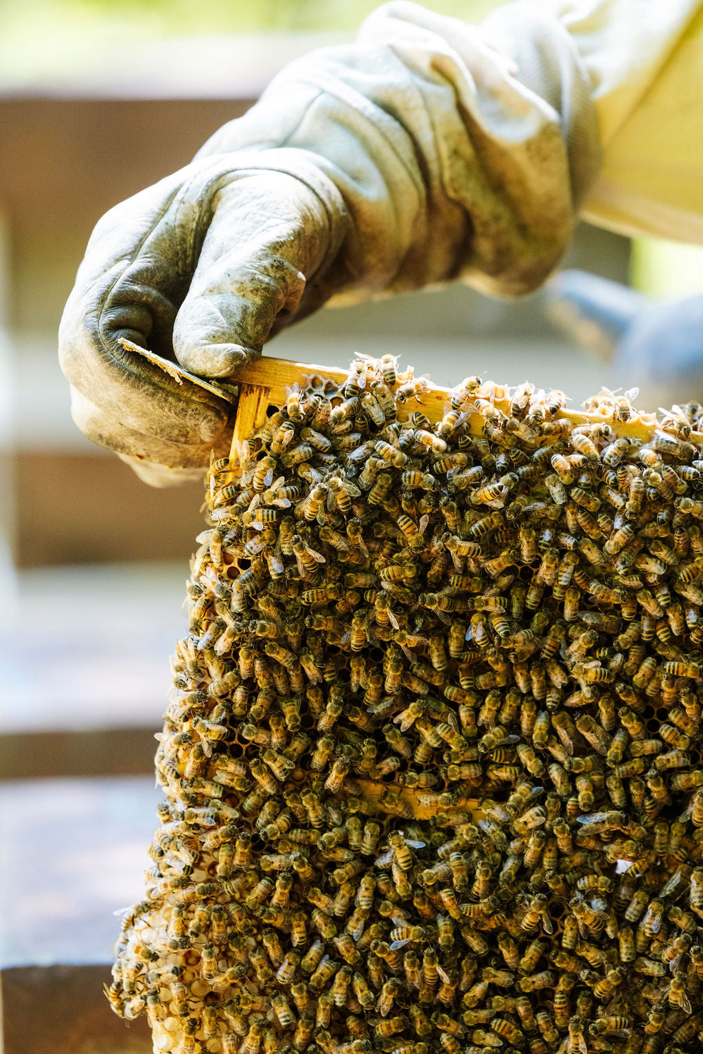 Erfahrung in der Bienenzucht