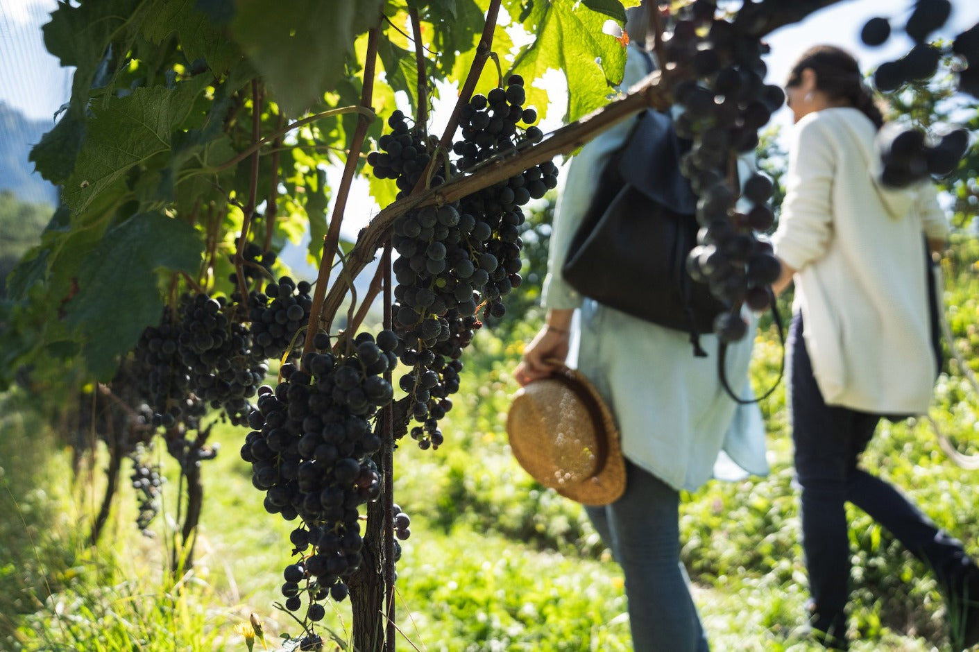 Esperienze Bianchi vini biologici passegiata