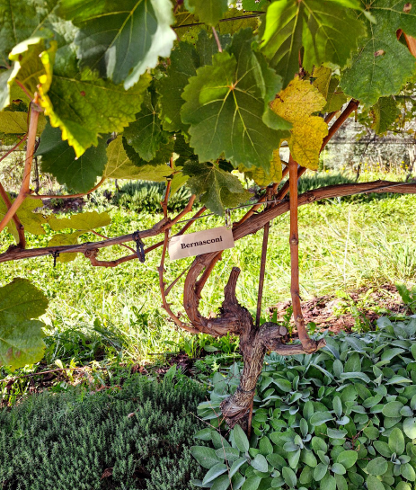 Vitalizio della vite