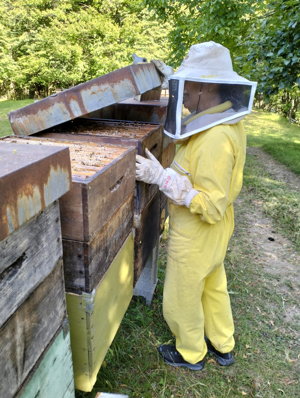 Erfahrung in der Bienenzucht