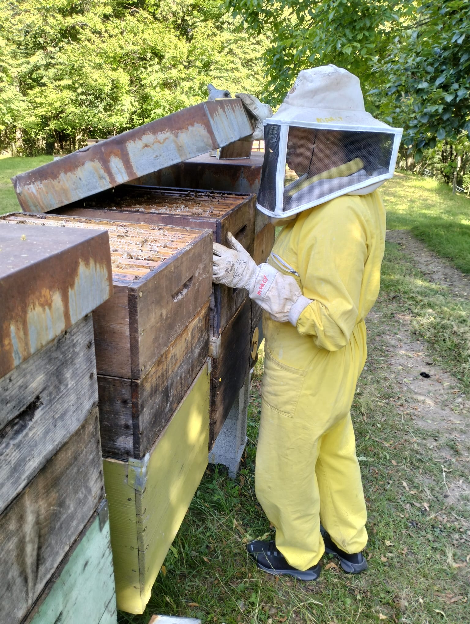 Erfahrung in der Bienenzucht