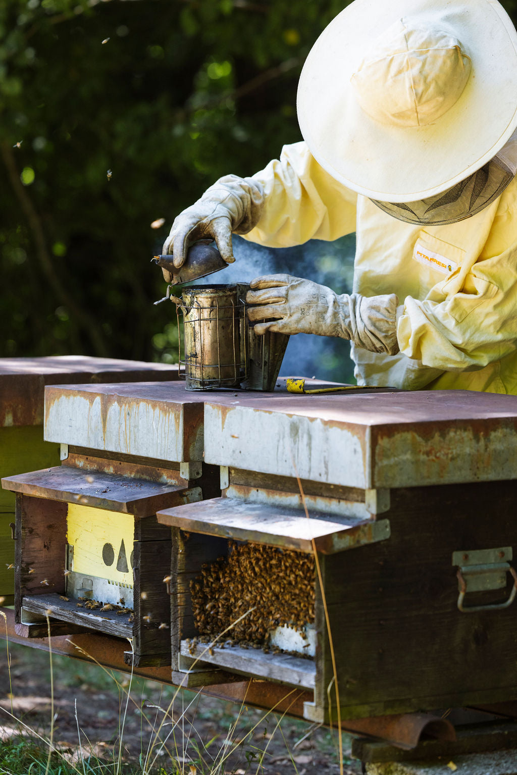 Erfahrung in der Bienenzucht