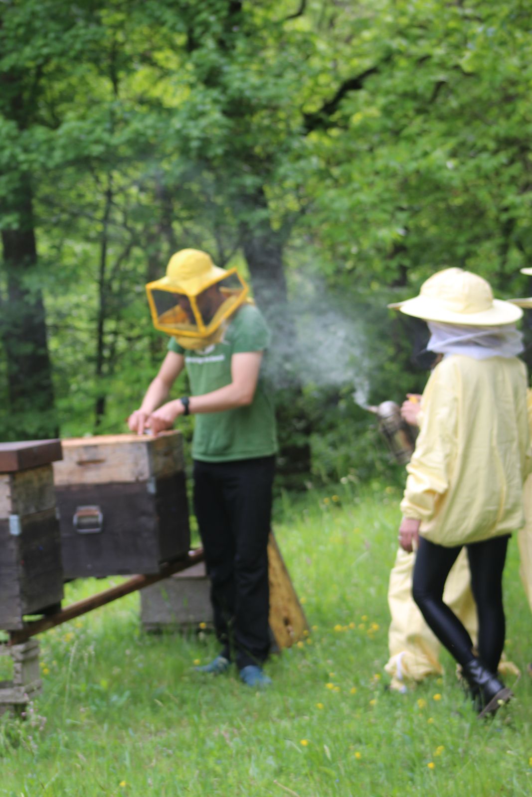 Erfahrung in der Bienenzucht